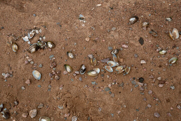 Close-up shot of gulf of finland beach with freshwater pearl barley shells