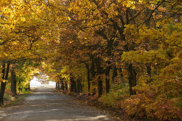 Fototapeta na wymiar Leśna droga w jesienny słoneczny dzień.