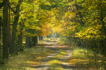 Leśna droga w jesienny słoneczny dzień.