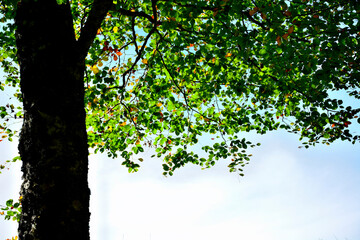 
A beautiful poplar with green leaves against the light