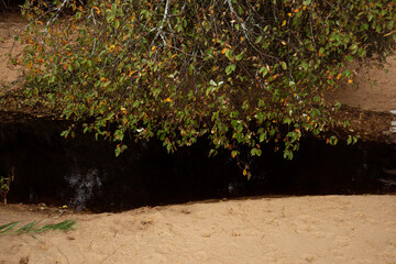 A branch of an autumn bush with small leaves hanging over a ditch with black swamp water