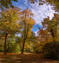 Herbstlich gefärbte Parkbäume im Oktober