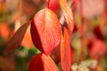Autumn natural background. Red leaves close-up. The bokeh is blurred in the background. The colors of autumn