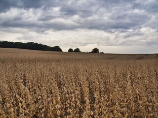 soybean field in country side