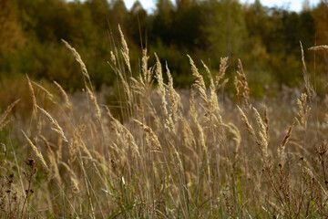 Fototapeta premium Autumn dry grass in the morning sun, shot close-up. Forest in the background