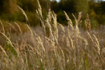 Autumn dry grass in the morning sun, shot close-up