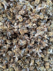 dead bees