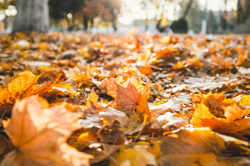 Goldener autumn leaves in the sun. Closeup of autumn leaves on the ground in a forest