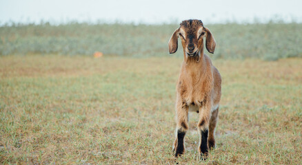 White goat in a meadow on a farm. Raising cattle on a ranch, pasture
