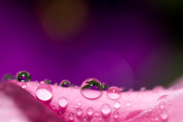 Abstraction Floral macro background. Close-up water drops on pink flower with violet background. Place for text.