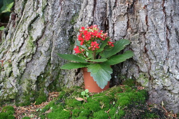 Blumentopf mit Blumen vor kräftigem Baumstamm