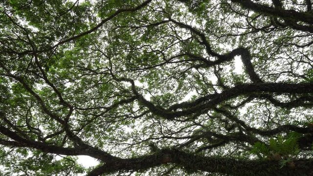 beautiful bottom view of old giant rain tree