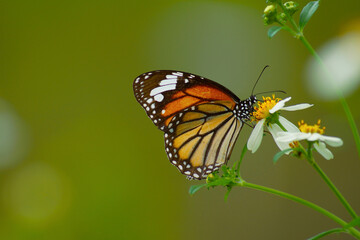 Fototapeta na wymiar Closeup butterfly on flower (Common tiger butterfly)