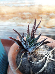 Cactus suculenta en maceta de barro