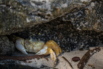 crab on the beach