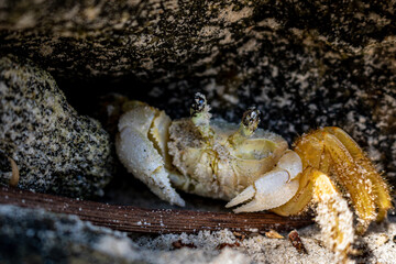 crab on rock