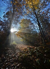 Sunbeams in the forest on the Uetliberg on a beautiful autumn day