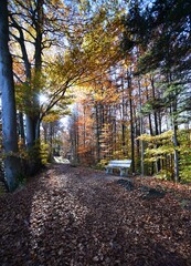 Bench in the forest on the Uetliberg on a beautiful autumn day