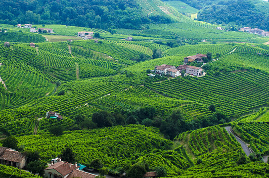 Vigneti a Valdobbiadene 1