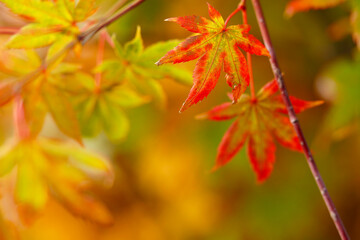 Naklejka na ściany i meble Beautiful colorful autumn motif in October