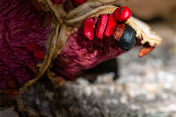Detail of red and black seeds of the forest in autumn