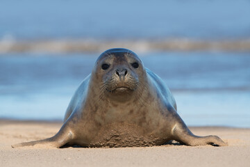 Obraz premium Harbour Seal (Phoca vitulina) at the edge of the ocean