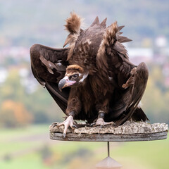 Ein Mönchsgeier startet zum Abflug in der Frontale