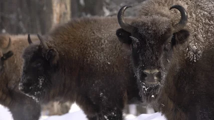 Rolgordijnen Europese bizon (Bison bonasus) of de Europese bosbizon, ook bekend als de wisent of zubr in het bos van Białowieża © adventure