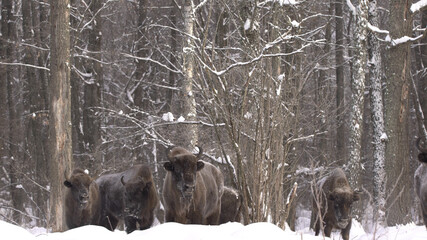 European bison (Bison bonasus) or the European wood bison, also known as the wisent or zubr in Białowieża Forest