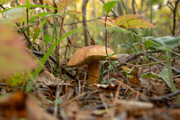boletus edulis mushroom