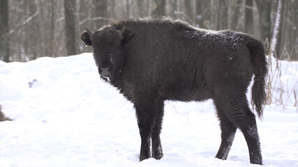 European bison (Bison bonasus) or the European wood bison, also known as the wisent or zubr in Białowieża Forest