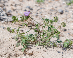 Death Valley scorpion-weed (Phacelia vallis-mortae) is an uncommon Mojave desert endemic plant that...
