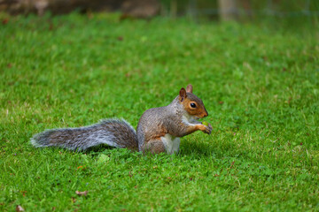 Grey Squirrel feeding on a nut on a lawn in North Wales.