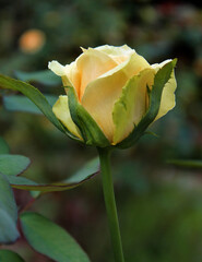 yellow rose in garden