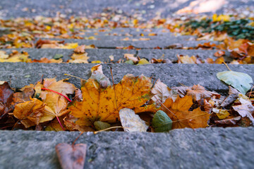 Autumn leaves on concrete stairs