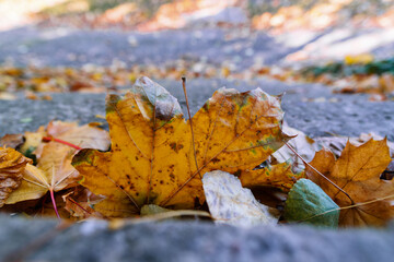 Autumn leaves on concrete stairs