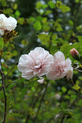 pink and white roses