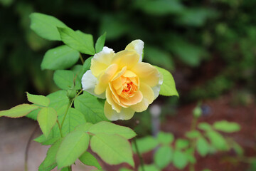 yellow rose in garden