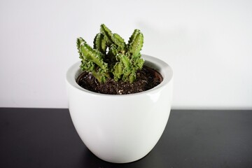 Cactus en maceta blanca sobre fondo blanco y negro