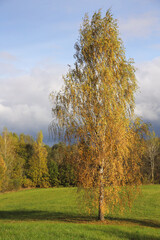 A lonely birch tree grows on the edge of the forest. Bright autumn colors of the autumn foliage of trees. Nature Of Europe And Belarus. vertical arrangement