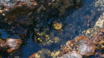Fototapeta na wymiar Mini arrecife a la orilla del mar