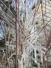 frost on branches