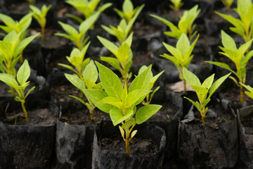 A texture or background sprout of a Celosia argentea L or Cockcomb in a plastic pack on the floor.