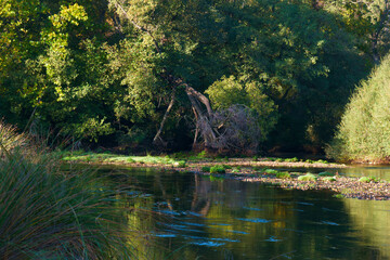 krajobraz rzeka natura drzewa liście woda