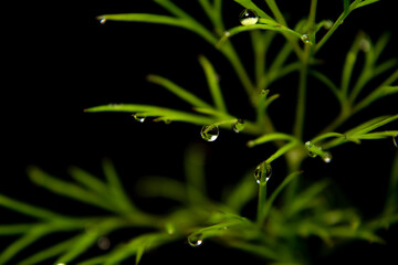 dew on dill leaves on a black background

