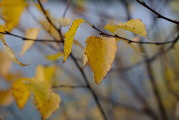 autumn leaves on a tree