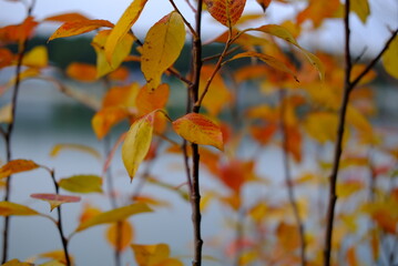 autumn leaves against blue sky