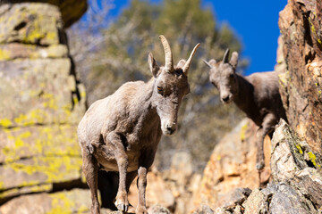 Bighorn sheep family in Waterton Canyon Colorado