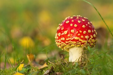 Amanita muscaria red mushroom in autumn in the wet meadow