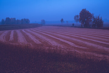 Wheat field with fog in autumn
